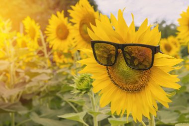 Ayçiçeği bahçesinde açan güneş gözlükleri