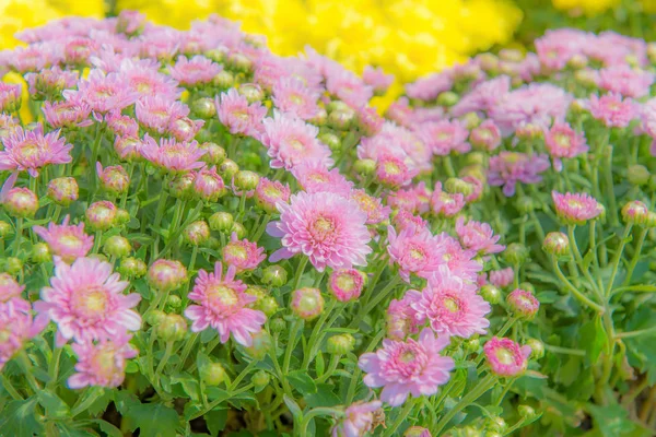 Barevné květiny v krásné zahradě — Stock fotografie
