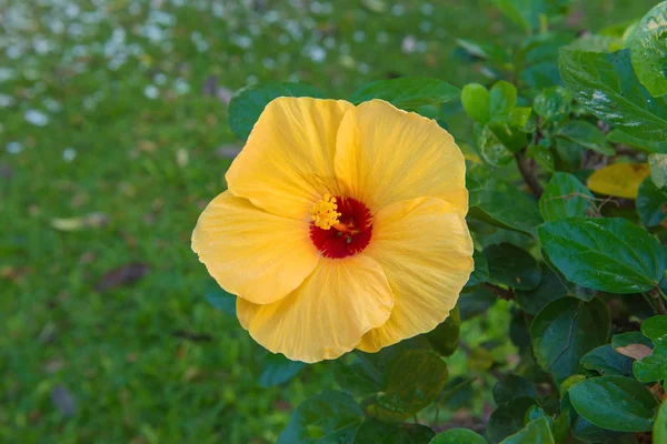 Fresh hibiscus yellow flower in the garden — Stock Photo, Image