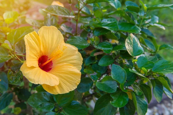 Fresh hibiscus yellow flower in the garden — Stock Photo, Image