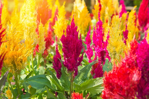 Tüylü cockscomb çiçeği veya Celosia argentea güzel Bahçe