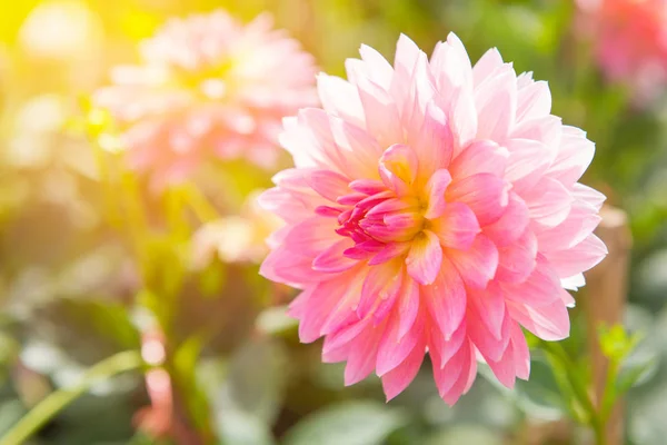Красочный георгин розовый цветок в красивом саду — стоковое фото