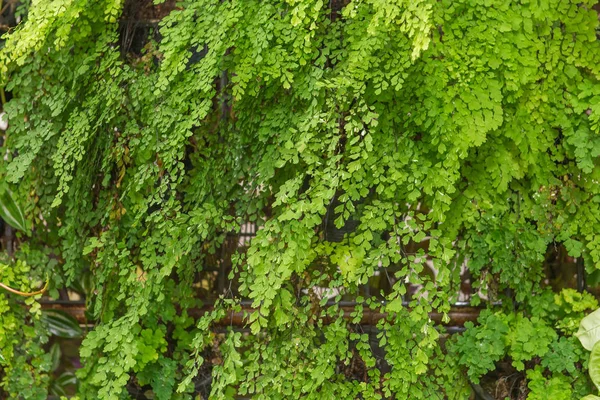 Green leaf in agricultural farm for background — Stock Photo, Image