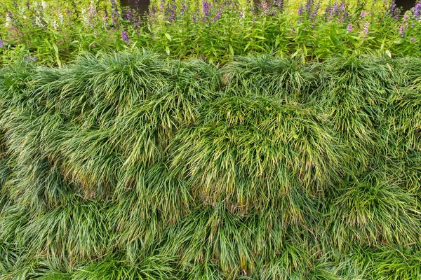Zielona trawa w gospodarstwo rolne na tle — Zdjęcie stockowe