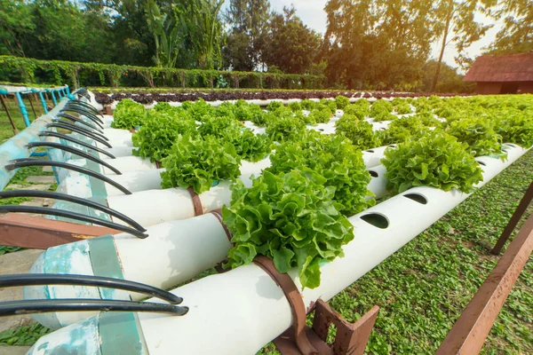 Organic hydroponic vegetable in the cultivation farm — Stock Photo, Image