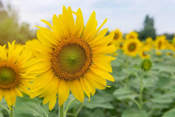 Bella di girasole che fiorisce nel giardino dei girasoli — Foto Stock