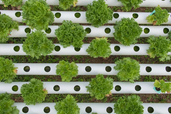 Organic hydroponic vegetable in the cultivation farm — Stock Photo, Image