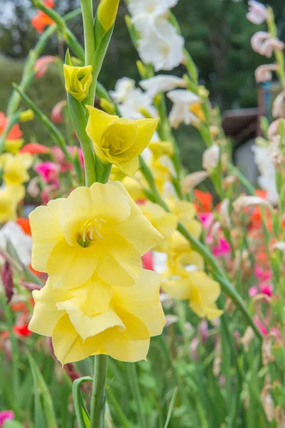 Куча разноцветных цветов гладиолуса в прекрасном саду — стоковое фото