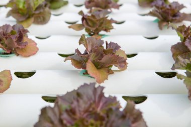 Çiftlikteki organik hidroponik sebze.