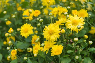 Kadife çiçeği çiçek veya calendula çiçek güzel bahçe