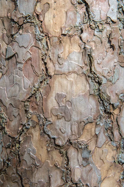 Stromové kůry vzorek textury pro pozadí — Stock fotografie