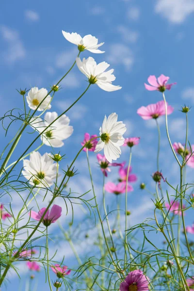 美しい庭のコスモス色の花 — ストック写真