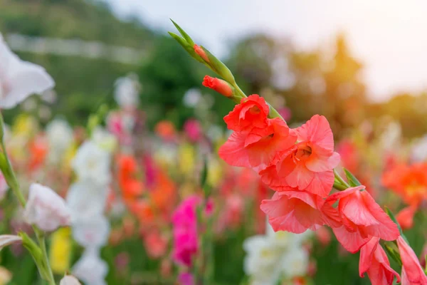 Renkli Glayöl çiçek güzel bahçede grup — Stok fotoğraf