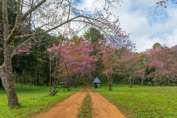 Cabana e com cereja rosa ou sakura tailandesa florescendo durante o inverno um — Fotografia de Stock