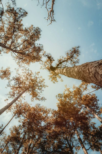 Troncos de árboles altos y viejos en un bosque de pinos —  Fotos de Stock