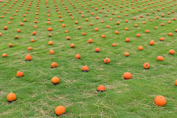 Zucca sull'erba verde nella fattoria di coltivazione — Foto Stock