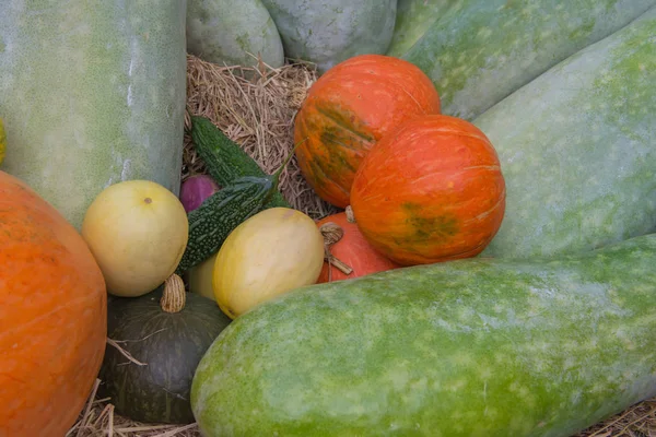 Ekologisk mat med blandade råa grönsaker i trädgården — Stockfoto