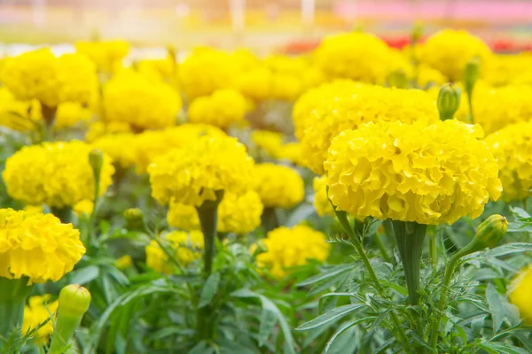 Marigold flower or calendula flower in beautiful garden — Stock Photo, Image