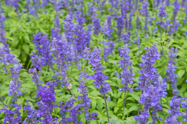 Kolorowe kwiaty lawendy w piękny ogród — Zdjęcie stockowe