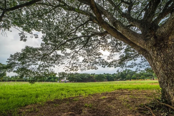 Forest big Tree with sun light in public park — Stock Photo, Image