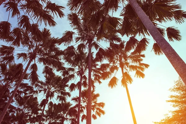 Kokospalmer i tropical beach Thailand — Stockfoto