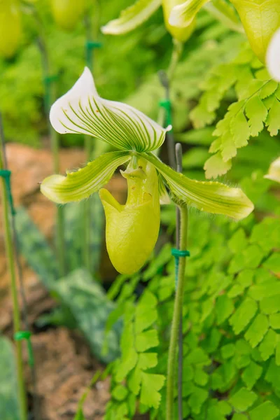 Kolorowe obuwik Orchidea w pięknym ogrodzie (Paphioped — Zdjęcie stockowe