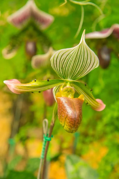 Colorido de la orquídea de la zapatilla de la señora en hermoso jardín (Paphioped — Foto de Stock