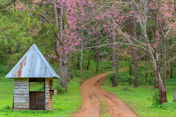 Cabaña y con cerezo rosa o sakura tailandesa floreciendo durante el invierno a —  Fotos de Stock