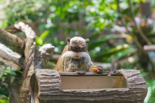 Keizer tamarin aap met grote snor in diepe bossen — Stockfoto