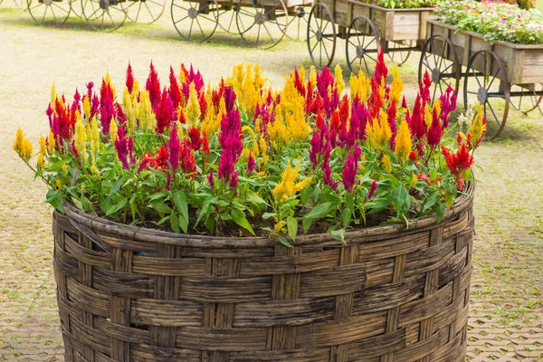 Plumed cockscomb blossom o Celosia argentea en hermoso jardín — Foto de Stock