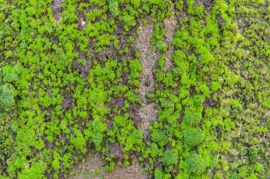 Çimento duvarda yeşil yosun ile büyümüş taş