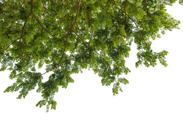 Albero autunnale nella foresta visto da terra isolata su bianco — Foto Stock