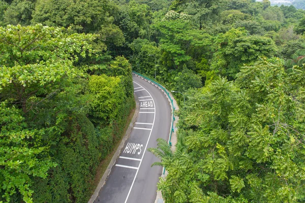 Вид на извилистую дорогу с деревьями в общественном парке — стоковое фото