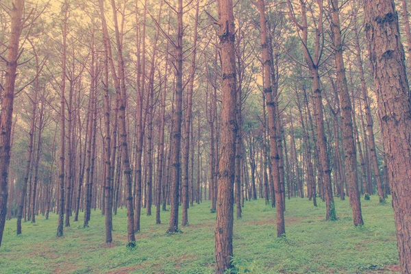 Tronchi di alti alberi secolari in una pineta — Foto Stock