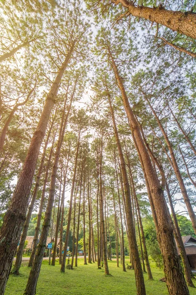 Vista inferior de troncos de árboles en un bosque de pinos —  Fotos de Stock