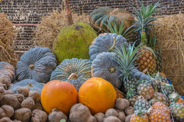 Jackfruit pineapple yam taro pumpkin fruit in garden — Stock Photo, Image