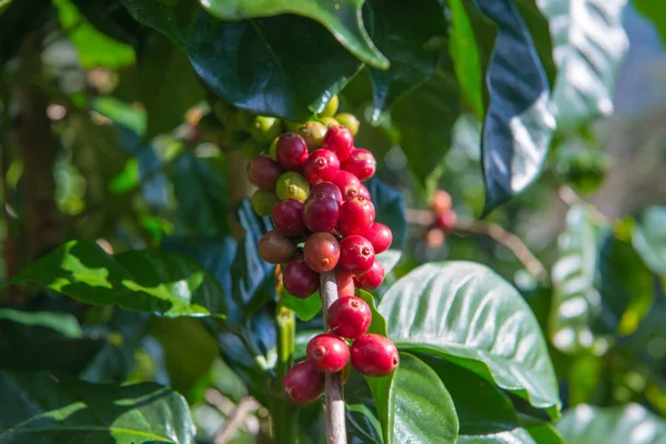 Alberi Arabica e Robusta nella piantagione di Caffè — Foto Stock