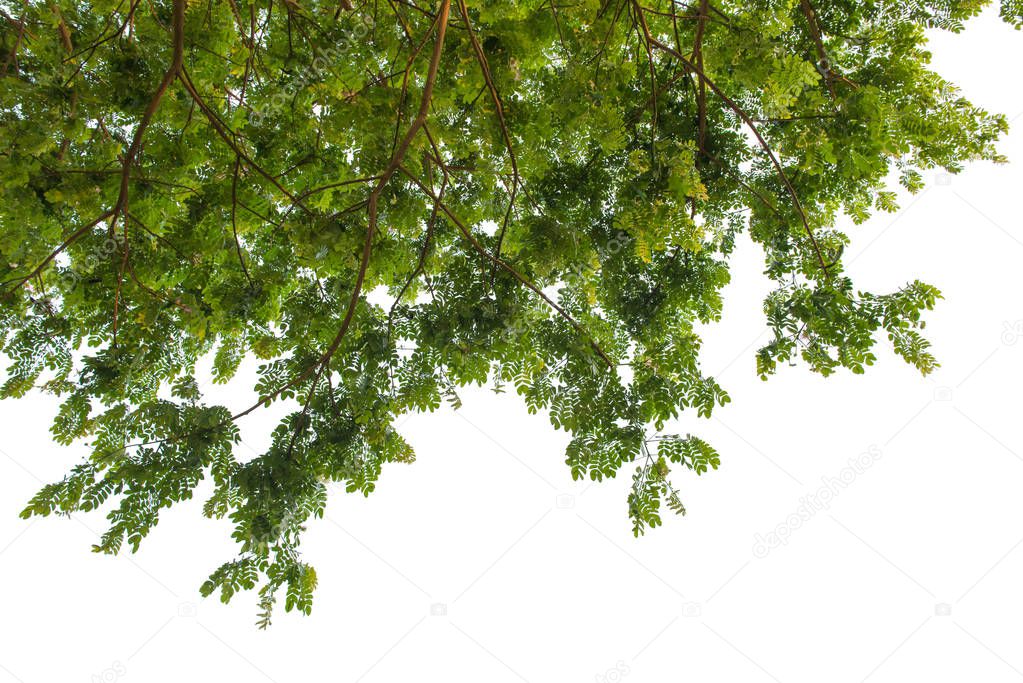 Autumn tree in the forest seen from ground up isolated on white 