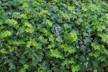 arka plan için Tarım çiftliği yaprak yeşil