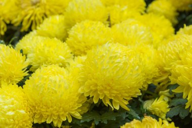 Kadife çiçeği çiçek veya calendula çiçek güzel bahçe