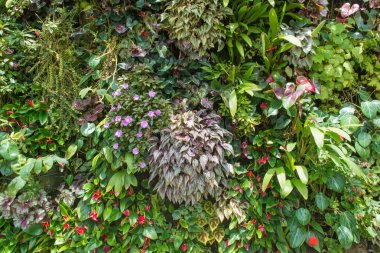 arka plan için Tarım çiftliği yaprak yeşil