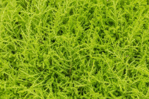 農業の背景に緑の葉 — ストック写真