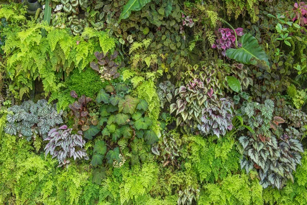 Green leaf in agricultural farm for background — Stock Photo, Image