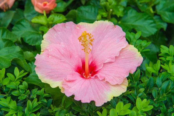 Färsk hibiscus rosa blomma i trädgården — Stockfoto
