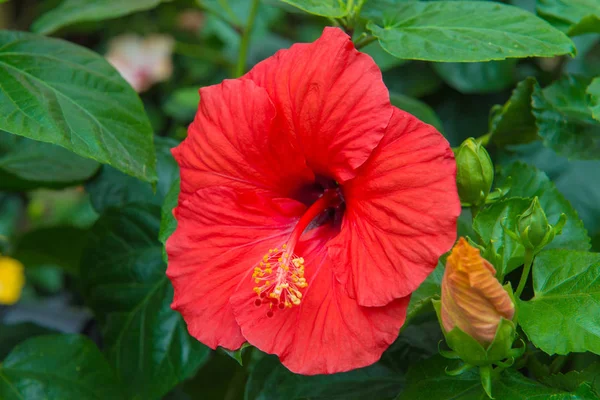 정원에서 신선한 히 비 스커 스 붉은 꽃 — 스톡 사진