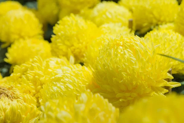 Marigold flower or calendula flower in beautiful garden — Stock Photo, Image