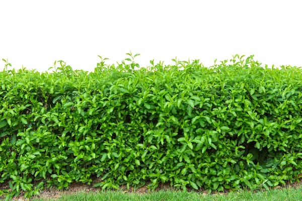 Cerca de seto o hojas verdes pared aislada sobre fondo blanco — Foto de Stock