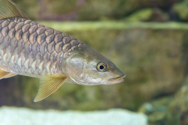 Büyük AK balık (Squalius cephalus), tek su balık