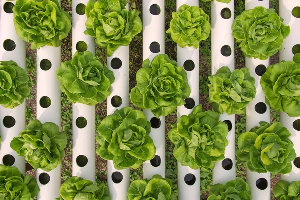 Ekologisk hydroponisk grönsak på odlingsanläggningen — Stockfoto