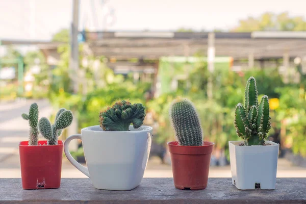 Pot with cactus cactus in the morning — Stock Photo, Image